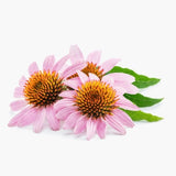 Echinacea Purpurea
