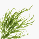 Omega-3 DHA from microalgae