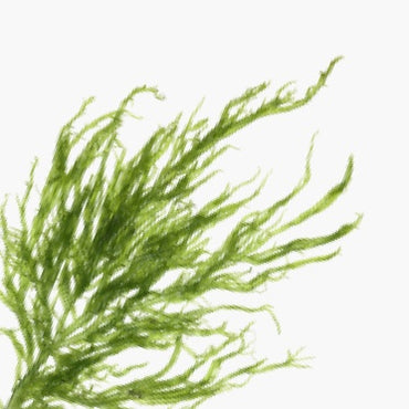 Omega-3 DHA uit microalgen
