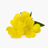 Evening primrose oil