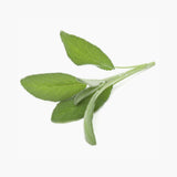 Sage (Salvia officinalis)